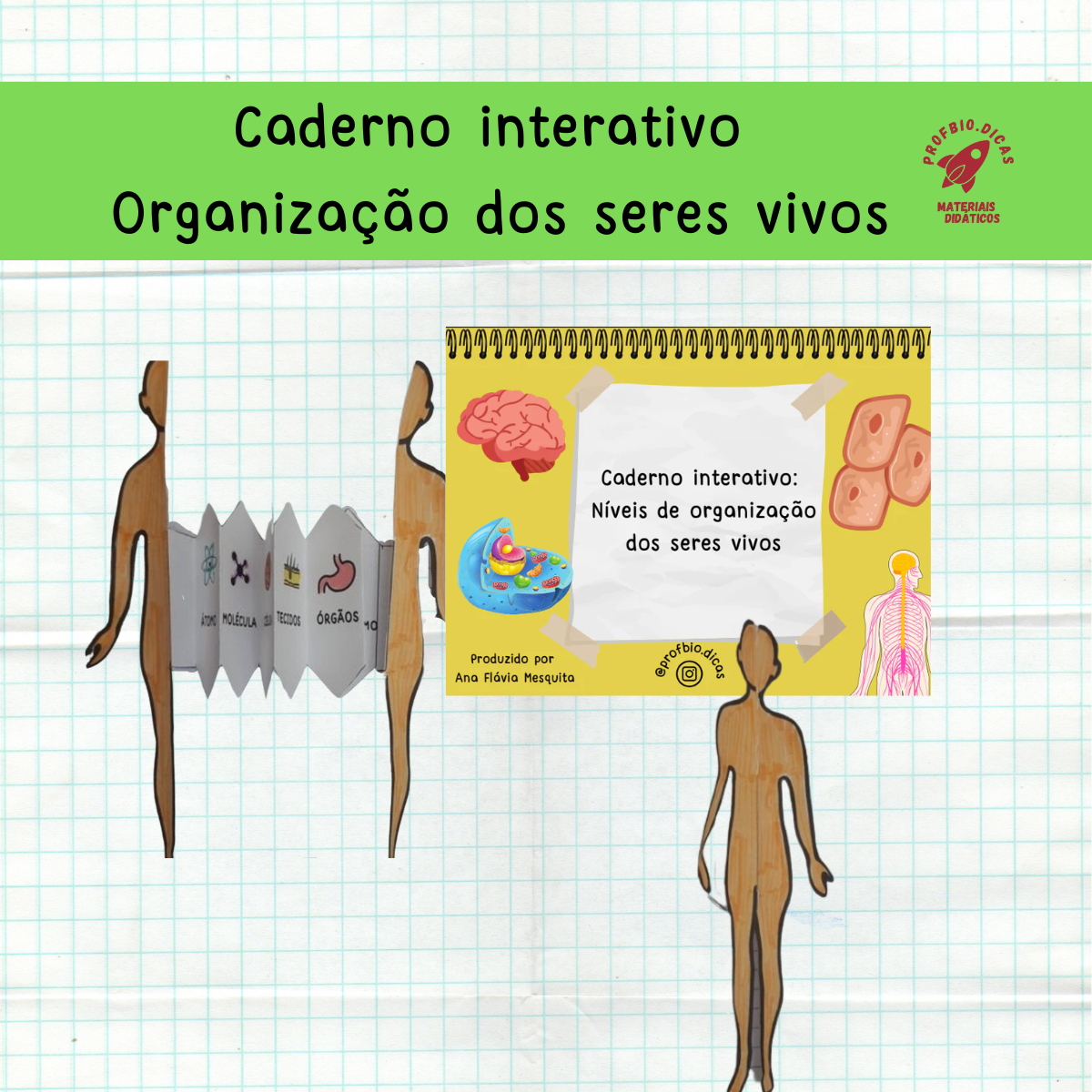 Níveis de Organização dos seres vivos – Caderno Interativo
